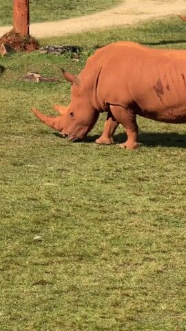 A rhinoceros is shown in a grassy enclosure. The rhinoceros is reddish-brown in color and has a large horn on its snout. It is seen grazing with its head down. In the background, another rhinoceros is visible in the distance. The enclosure appears to be a naturalistic habitat with grass and some dirt.