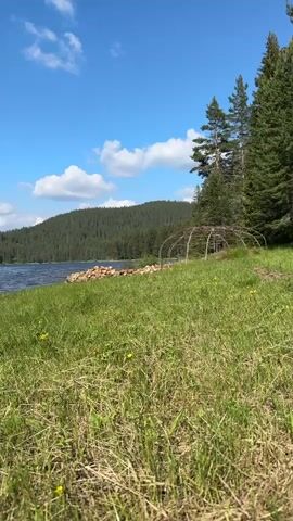 A medium shot captures a serene lakeside scene on a clear, sunny day. The foreground is dominated by lush green grass, dotted with small yellow wildflowers, suggesting springtime or early summer. A rustic, dome-shaped structure made of branches, possibly a temporary shelter or an art installation, stands on the right side of the frame, partially obscured by the grass. To the left of the structure, a pile of rocks sits near the water's edge, perhaps marking a boundary or a foundation.

The middle ground reveals a calm body of water, reflecting the bright blue sky and scattered white clouds. The lake is bordered by a dense, dark green forest that covers the rolling hills in the background, indicating a natural, undeveloped landscape. The trees are tall and appear to be coniferous, typical of a forest environment.

The sky is a vibrant blue, with a few fluffy white clouds drifting by, hinting at fair weather. The lighting suggests it is daytime, likely late morning or early afternoon, given the bright sun and clear visibility. There are no people visible in the frame, contributing to the sense of peaceful solitude. The overall atmosphere is tranquil and natural, evoking a feeling of quiet contemplation and appreciation for the outdoors. The location context provided places this scene in Sarnitsa, Bulgaria, a region known for its natural beauty and lakes. No text is visible in the media.