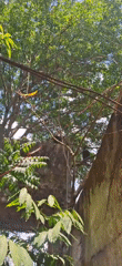 Bird observed near mango tree in Vallecito, Venezuela