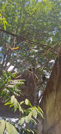 Bird observed near mango tree in Vallecito, Venezuela