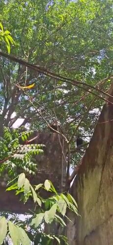Bird observed near mango tree in Vallecito, Venezuela