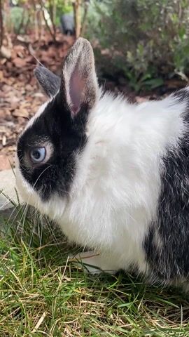 A black and white rabbit with blue eyes sits in the grass. The sun shines on the rabbit, and it appears to be eating grass. In the background, there is brown mulch and some greenery. An indiscernible voice speaks in the background.