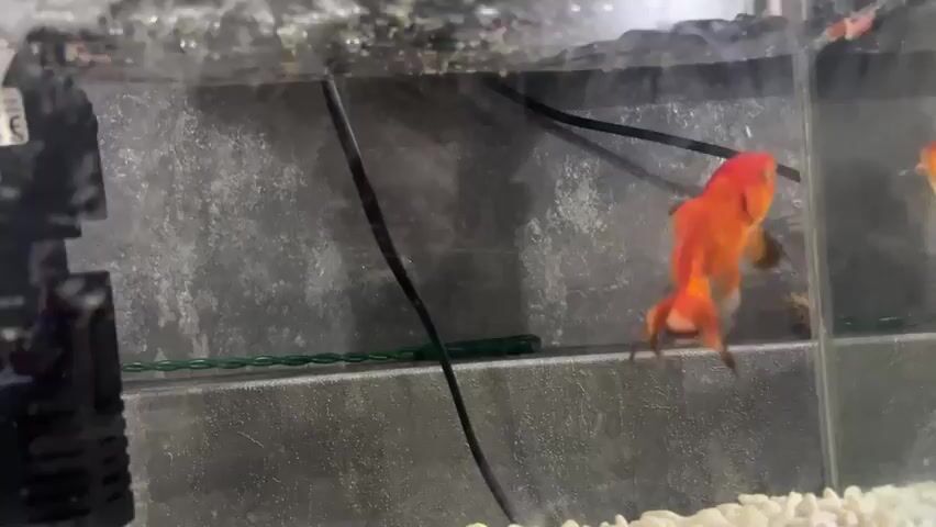 The video shows a close-up view of a goldfish swimming in an aquarium. The goldfish is orange with black markings on its tail. The aquarium appears to have a grey textured background, white gravel at the bottom, and some sort of filtration equipment on the left side. There are black wires running across the aquarium, and the water surface has small bubbles. The camera is positioned close to the aquarium glass, capturing the fish's movements.