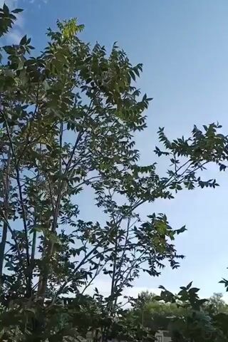 The video shows a bright blue sky with sparse white clouds. The sun is visible, shining through the leaves of a large, leafy tree in the foreground. The tree's branches extend across the frame, with its leaves appearing green and healthy. In the background, more trees and a section of a brick building with a light-colored roof are visible. The lighting suggests it is daytime, likely late morning or early afternoon. The camera angle is looking upwards, towards the sky and the tree canopy. There are no people or animals visible in the frame.