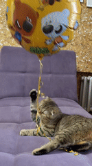 Cat plays with cartoon balloon on purple couch