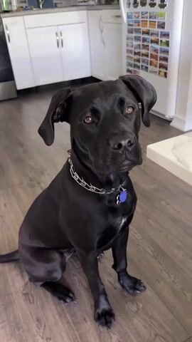 A black dog sits on a wooden floor, looking at a slice of cucumber on a white countertop. The dog is wearing a silver chain collar with a blue tag. In the background, a kitchen with white cabinets and a refrigerator is visible. The dog lifts its head to sniff the cucumber.