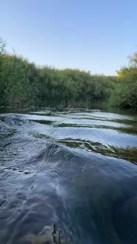 The video shows a close-up view of the water's surface in a river or stream. The camera is positioned low, just above the water, creating a dynamic perspective of the gentle ripples and currents. On either side of the waterway, lush green vegetation and trees line the banks, creating a natural, serene environment. The sky above is a clear, soft blue, indicating either early morning or late afternoon. The overall impression is one of peaceful natural beauty, with the focus on the movement and reflections within the water. There are no people or man-made objects visible in the frame. The video captures the natural flow and texture of the water against the backdrop of the verdant landscape.