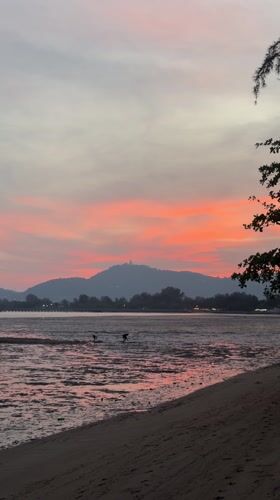 White heron spotted in Chalong waters amid boat traffic