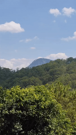 Morning forest views captured in Da Lat, Vietnam
