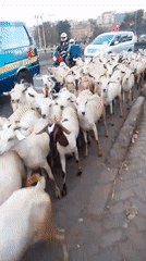 Goat herd moves through urban streets with vehicle traffic