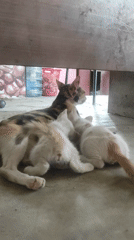 Quiet moments: nursing cat and harvested rice fields in Lhokseumawe