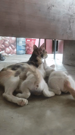 Quiet moments: nursing cat and harvested rice fields in Lhokseumawe