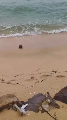 The video shows a sandy beach with waves washing ashore. There is a significant amount of litter on the beach, including plastic bottles and other debris. Several rocks are scattered along the shoreline. In the distance, two people are visible on the beach, appearing to be collecting the trash. The sky is overcast, suggesting cloudy weather. The overall scene depicts a beach suffering from pollution, with some effort being made to clean it up.