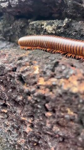 A close-up shot focuses on a millipede with a segmented, orange and brown body crawling across a rough, dark-colored rock surface. The millipede is positioned diagonally across the frame, with its head and antennae visible at the bottom right, and its elongated body extending towards the top left. The rock appears to have a textured, somewhat porous surface. The background is out of focus, showing a darker, more jagged rock formation. The lighting is natural, suggesting an outdoor environment. The camera is positioned low, close to the millipede, emphasizing its intricate details and the texture of its body and the rock.