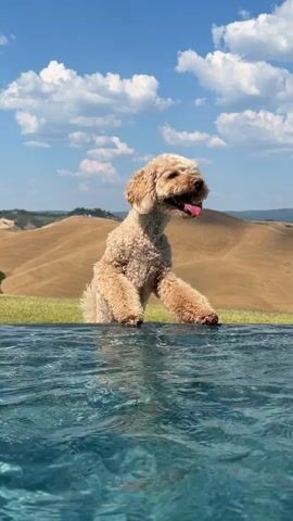 A poodle stands at the edge of an infinity pool, looking out at a landscape of rolling hills under a blue sky with white clouds. The dog is light brown and has a fluffy coat. It is panting with its tongue out. The pool water is clear and blue. The hills in the background are covered in dry grass. The video is short and appears to be a single, unedited shot.