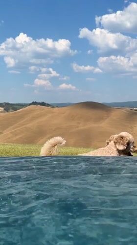 Poolside afternoon in Tuscany with a poodle and sunny vibes