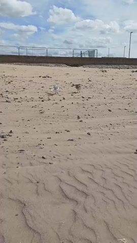 The video shows a sandy beach with two seagulls walking on it. In the background, there is a low concrete wall with a metal fence on top. The sky is cloudy.