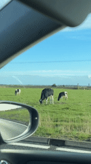 Cows graze in Broadland field under spring afternoon sky