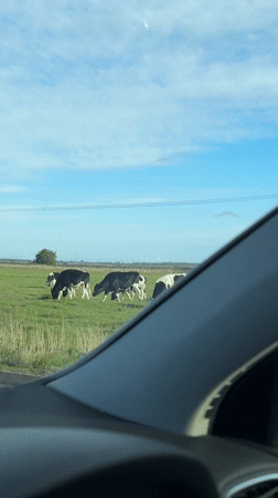 Cows graze in Broadland field under spring afternoon sky
