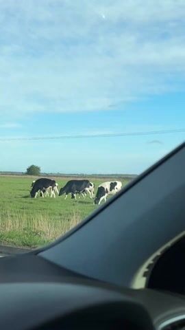 The video shows a green field with three black and white cows grazing, as seen from inside a moving car. The sky is blue with some clouds. Power lines stretch across the upper part of the frame. Part of the car's window frame and side mirror are visible in the foreground. The camera moves, shifting the view of the cows and the field.
