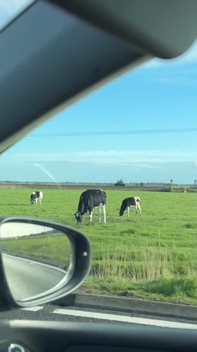 Cows graze in Broadland field under spring afternoon sky