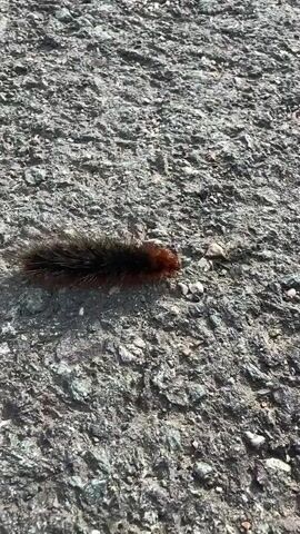 A close-up shot shows a woolly bear caterpillar crawling on a rough, gray asphalt surface. The caterpillar has a dark brown or black fuzzy body with reddish-brown segments at its head and tail. The lighting suggests it is daytime, with shadows cast by the caterpillar indicating the sun's position. The background is entirely composed of the textured asphalt.