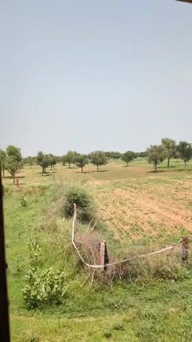 A vertical, handheld video shows a rural landscape under a clear sky. The scene is dominated by dry, sandy soil with some patches of green vegetation, primarily grass and small plants. Rows of trees, sparse and widely spaced, dot the landscape, suggesting a cultivated or managed area. The trees are deciduous with green foliage. In the foreground, a wooden fence post with wire is visible. The camera pans slightly to the right, revealing more of the tree-lined field. There are two individuals sitting under a tree in the middle ground, appearing relaxed. The overall impression is one of a dry, open, and somewhat arid environment with signs of agriculture or land management.