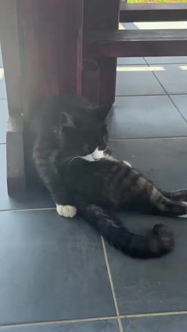 A black and white cat is shown on a dark tiled floor, leaning against the leg of a dark wooden table. The cat is grooming itself. It then rolls onto its back, stretches, and looks up.