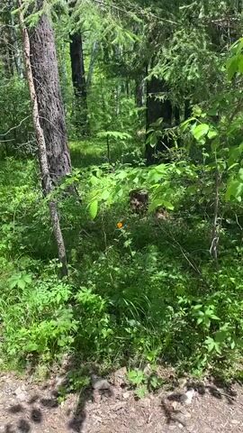 This video shows a lush green forest scene on a sunny day. A single orange flower is visible in the center of the frame, surrounded by dense green foliage. The camera pans slightly, revealing the texture of tree bark on the left and sunlight filtering through the leaves. The ground is covered in dirt and small stones, with shadows cast by the trees. The overall impression is one of natural beauty and tranquility.