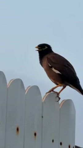 The video shows a medium shot of a brown bird with a black head perched on a white picket fence against a pale blue sky. The bird is facing left, with its mouth slightly open as if it is singing or chirping. Its feathers are dark brown on its back and wings, with a white patch on each wing. It has yellow legs and feet, and a yellow beak. The fence is white and appears to be made of wood, with rounded tops on the pickets. The sky is clear and overcast. The bird is the sole focus of the video.