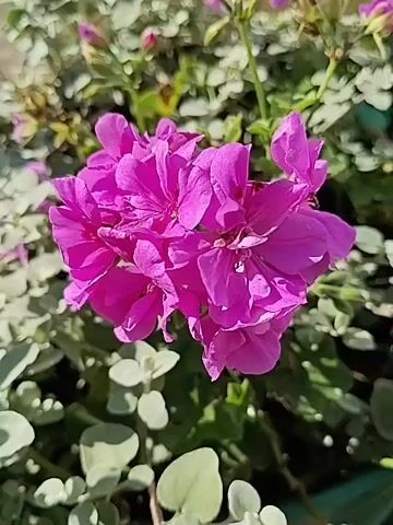 A close-up shot focuses on a vibrant cluster of fuchsia-colored geranium flowers. The petals are delicate and ruffled, with subtle variations in shade creating a sense of depth. The flowers are in full bloom, with several buds also visible, hinting at more blossoms to come. Surrounding the flowers is a backdrop of soft green foliage, some of which appears to be silvery-gray, possibly from a different plant. The lighting suggests a bright, possibly sunny day, casting gentle shadows and highlighting the texture of the petals. The background is slightly blurred, drawing the viewer's attention to the central floral display.