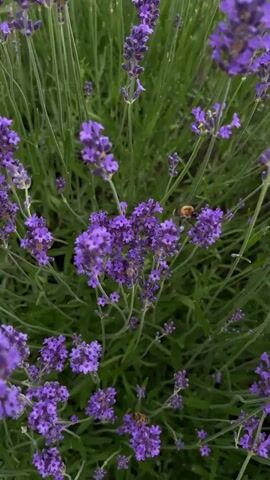 A close-up video shows a patch of lavender plants with several bees actively pollinating the flowers. The lavender flowers are a vibrant purple and appear to be in full bloom. The green stems and leaves of the plants create a lush backdrop. The bees are small and fuzzy, with visible stripes. One bee is captured in sharp focus as it gathers nectar from a flower, while others are seen flitting between blossoms. The lighting suggests an outdoor environment, possibly a garden or field, with soft, diffused light.