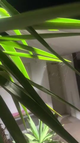 The video is a close-up shot of a spiderweb in front of green leaves and a wall. A small spider is visible in the web. There are other small dark specks in the web that might be insects. The lighting is dim, with some light casting shadows through the leaves. The background is out of focus, showing a wall with some indistinct shapes. The camera movement is slight, focused on the spider and its web.