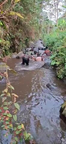 A group of people are walking in a shallow, rocky stream. Lush green vegetation lines both sides of the stream, with bamboo and trees visible in the background. The water is murky brown and appears to be flowing. One person in the foreground, wearing dark pants and a green head covering, is reaching out a hand as if to assist another person. Several other individuals are visible further upstream, also navigating the water and rocks. The overall impression is of an outdoor activity or excursion in a natural, overgrown environment.