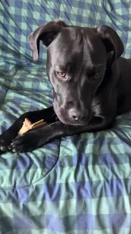 A black dog lies on a green and blue checkered comforter, chewing on a bone. The dog is positioned on its side, facing left, with its head bent downwards towards the bone. Its ears are floppy, and its eyes are partially closed as it chews. A silver spiked collar with a blue charm is visible around the dog's neck. The comforter is wrinkled, and the lighting suggests an indoor setting.