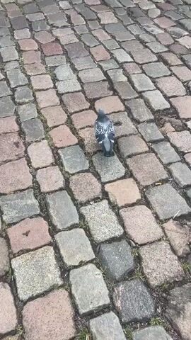 A pigeon is shown walking on a cobblestone path. The pigeon then pecks at something on the ground and takes flight. The environment appears to be an outdoor urban setting with a building in the background.