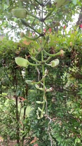 A close-up shot focuses on a hanging cluster of green flower buds and small, developing seed pods, with several small, reddish-brown ants crawling on the stalks and buds. The background is blurred, showing lush green foliage and a hint of a wooden structure or fence. The lighting is soft, suggesting an overcast day or shaded outdoor environment.