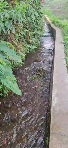 A flowing channel of water is visible, bordered on the left by lush green foliage and on the right by a concrete edge. The water is dark and appears to have some debris and small plants within it. The foliage on the left consists of large ferns and other green leafy plants, with a few small pink and orange flowers visible near the bottom. The concrete edge on the right is worn and appears to be part of a man-made structure. The water is moving, indicated by ripples and the slightly blurred appearance of its surface. The overall impression is a natural water channel integrated into a vegetated environment.