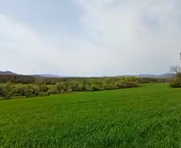 The video showcases a rural landscape. A large, vibrant green field occupies the foreground. Beyond the field, a dense line of trees separates it from distant, rolling hills covered in forest. The sky is a light blue with scattered clouds. A dirt road runs along the edge of the field, next to a line of trees. The camera pans slightly, providing a wider view of the scene.