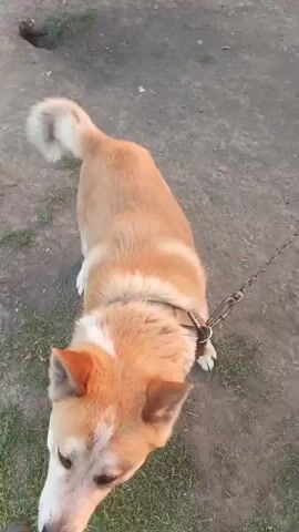 A tan dog with a white chest and a fluffy tail is shown from a high-angle perspective. The dog is on a leash. The ground is a mixture of dirt and short grass. In the first frame, the dog's tail is wagging. In the second frame, the dog looks directly at the camera. In the third frame, the dog is sitting with its tongue out, licking its nose. In the fourth frame, the dog is looking at the camera again.