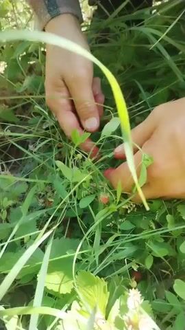 This media file depicts a close-up view of a person's hands picking wild strawberries in a grassy, outdoor setting. The scene is lush with green foliage and the ground is covered in leaves and small plants. Several ripe, red wild strawberries are visible amongst the greenery, and some appear to have already been picked and placed into a bright purple bucket, which is almost full of strawberries. An orange bowl or lid is also present in the background. The lighting suggests it is daytime, likely a sunny day. The activity is the harvesting of wild strawberries. The overall impression is one of simple, natural bounty and a pleasant, warm day for gathering. The location context is Chebarkul', Russia.