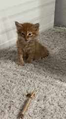 Orange tabby kitten with blue eyes recorded in Khimki