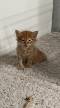 Orange tabby kitten with blue eyes recorded in Khimki