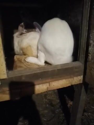 The video shows two rabbits inside a wooden enclosure. One rabbit is white and the other is light brown with white patches. The white rabbit is positioned on top of the brown rabbit, with its hindquarters raised. The rabbits are on a wooden platform within the enclosure. The background is dark, suggesting the enclosure is in a dimly lit area. The rabbits appear to be engaged in mating behavior.