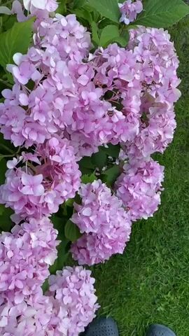 The video shows a close-up of a large bush with clusters of pink hydrangea flowers. The flowers are delicate and appear to be in full bloom. They are arranged in large, round heads, with many individual florets making up each head. The color of the petals ranges from a pale pink to a slightly deeper magenta. Lush green leaves form a backdrop to the flowers, with some leaves showing hints of brown or red, suggesting the season may be late summer or early autumn.

The setting appears to be outdoors, with a lawn of green grass visible in the background, running diagonally across the frame. The grass is well-maintained and looks like it might be a garden or park area. The lighting suggests it is daytime, possibly late afternoon given the soft, diffused light, though no strong shadows are visible. There is no indication of specific weather conditions, but the vibrancy of the flowers and leaves suggests favorable conditions for plant growth.

In the lower right corner of the frame, a portion of dark-colored footwear, possibly clogs or sandals, is visible. This suggests that someone is standing or kneeling near the hydrangeas, observing or tending to them. The presence of the footwear is the only indication of human presence, and no faces or full bodies are shown. The overall mood is peaceful and serene, evoking a sense of natural beauty. The location context provided is Liuboml, Ukraine, which places the scene in a specific geographical area. No visible text is present in the video.