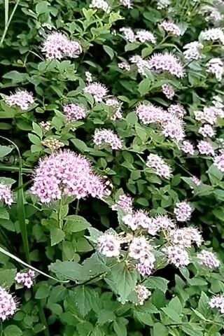The video shows a close-up of a flowering shrub with small, pinkish-white blossoms. The bush is dense with green leaves, creating a lush backdrop for the flowers. A bumblebee, with its distinctive black and yellow stripes, is visible on one of the flower clusters, actively collecting nectar. The scene appears to be outdoors, likely in a garden or natural setting, given the presence of the shrub and the bee. The lighting suggests it could be daytime, possibly late morning or afternoon, with diffused light filtering through the foliage. The overall impression is one of nature and the pollination process, a peaceful and bucolic moment. There is no visible text in the video. The location context provided is Oseyevo, Russia.