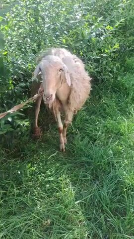 A sheep with a pale coat and short, curly wool stands in a grassy area with lush green foliage behind it. The sheep is tethered by a thin, light-colored rope around its neck, which is attached to something off-camera to the left. The sheep is eating leaves from a bush. The sun is shining, casting shadows on the sheep and the surrounding vegetation. The camera is positioned at eye level with the sheep, looking slightly down at it. The video is approximately four seconds long and shows the sheep moving its head as it eats.