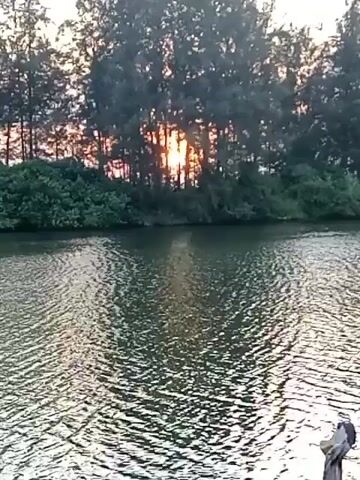 A serene, sun-dappled body of water stretches across the foreground of the video, its surface rippling gently. Behind the water, a dense line of trees stands silhouetted against a soft, dusky sky. Sunlight filters through the branches, creating a warm, ethereal glow. The overall impression is one of tranquility and natural beauty, with the setting sun casting a peaceful ambiance over the landscape.