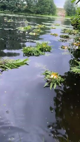 A video taken from a low angle, possibly from the edge of a body of water. The water is dark and reflects the sky and surrounding trees. Several small, floating arrangements of green leaves and what appear to be lit candles are scattered across the surface of the water. These arrangements are positioned at varying distances from the camera, extending into the background. The background shows a line of trees and a slightly elevated grassy area with at least two figures walking in the distance. The overall impression is one of a peaceful, perhaps celebratory, natural scene.