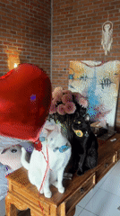 Cats celebrate birthday with yin-yang cake in North Kuta